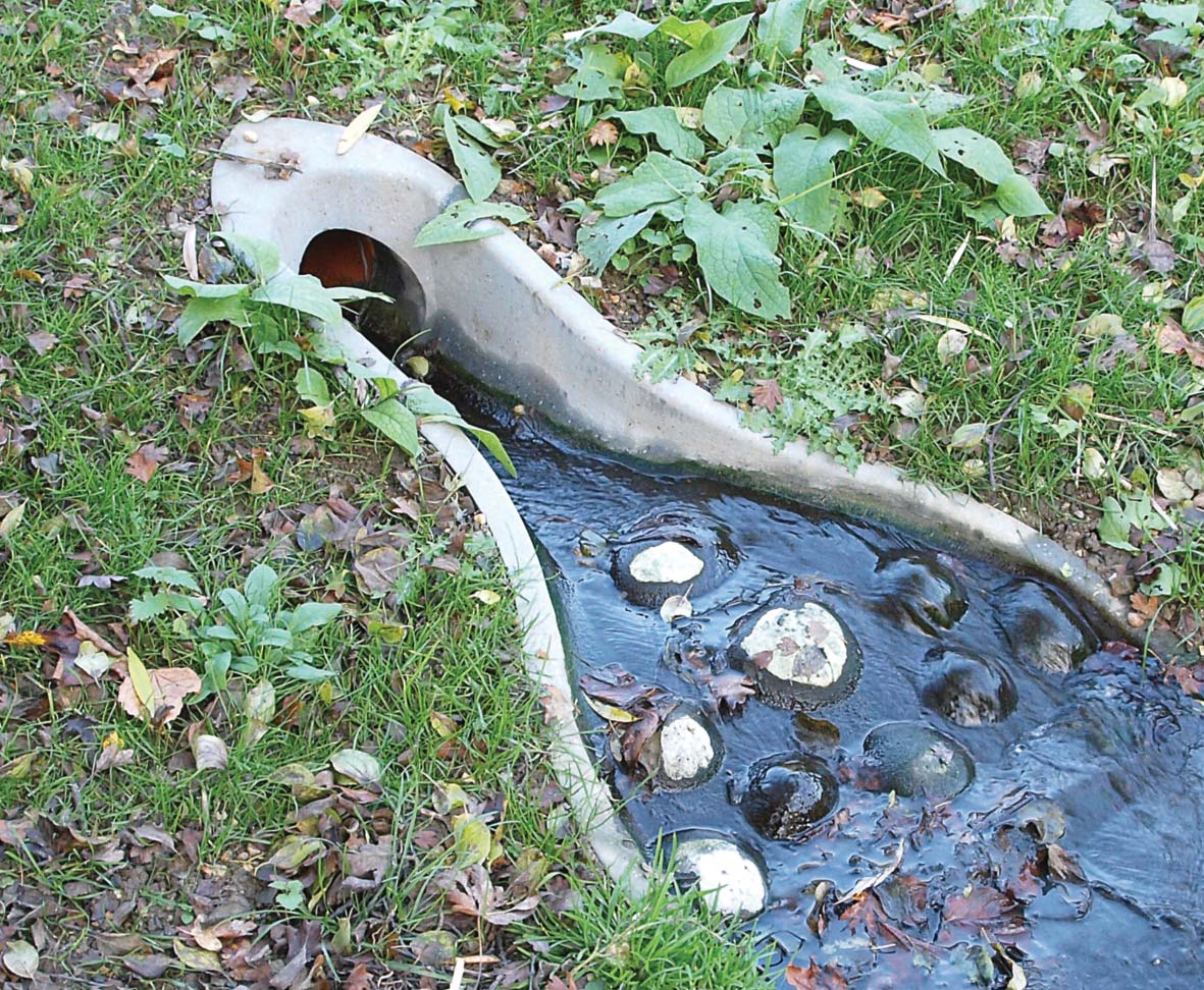 Aspen - Newt Swale